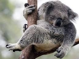 koala image 1