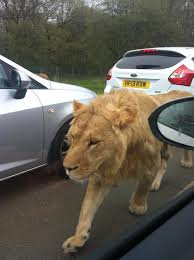 lion on the m4