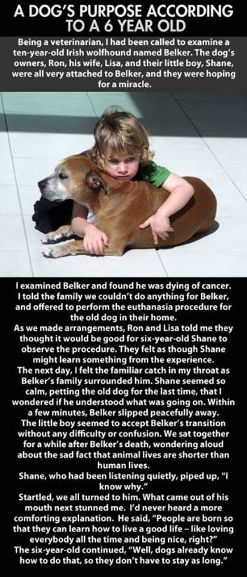 the purpose of a dog